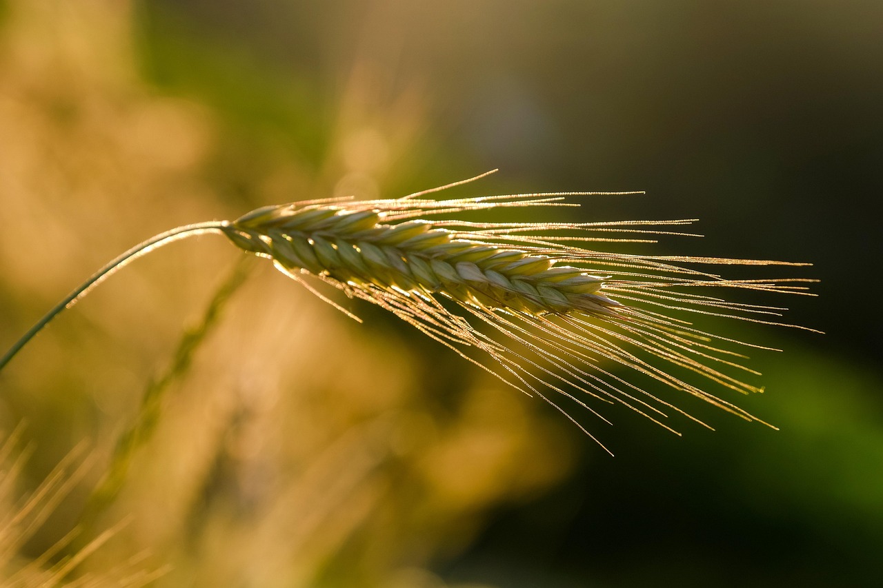 découvrez des méthodes efficaces pour la guérison de l'oreille, incluant des conseils naturels et médicaux pour soulager douleurs et infections rapidement.