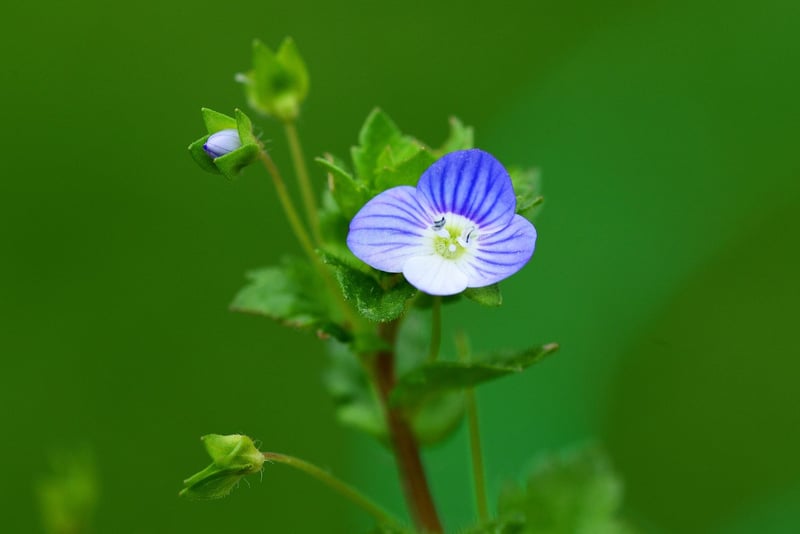 Véronique (fleur) : tout savoir sur cette plante vivace en 2026