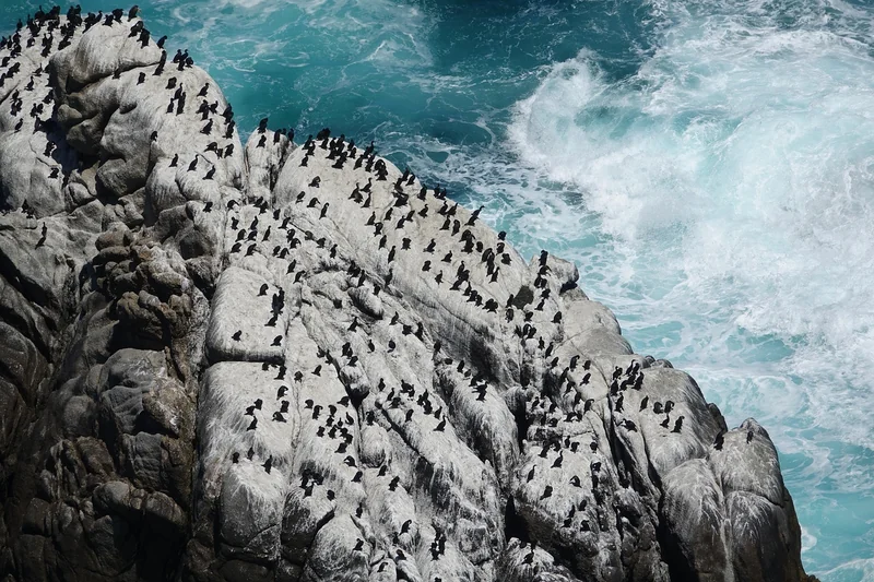 Où trouve-t-on les puces de mer ?