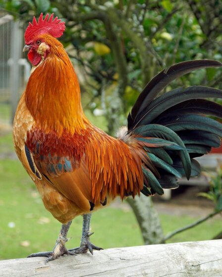 découvrez notre gamme d'earlobe stretchers pour étirer vos lobes d'oreilles en douceur et style. adaptés à tous les niveaux, ils allient confort et esthétique.