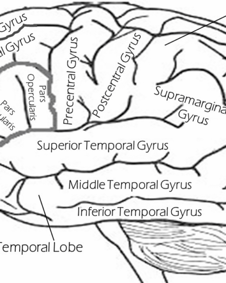 découvrez les caractéristiques et l'importance des structures à lobes multiples dans divers domaines, de la biologie à l'ingénierie.
