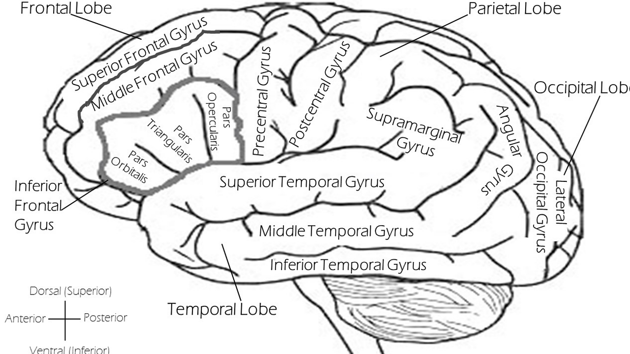 découvrez les caractéristiques et l'importance des structures à lobes multiples dans divers domaines, de la biologie à l'ingénierie.
